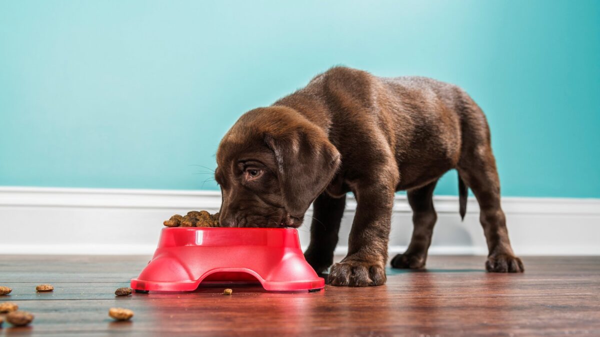 How to Save When Buying Pet Food, Supplies, and Accessories