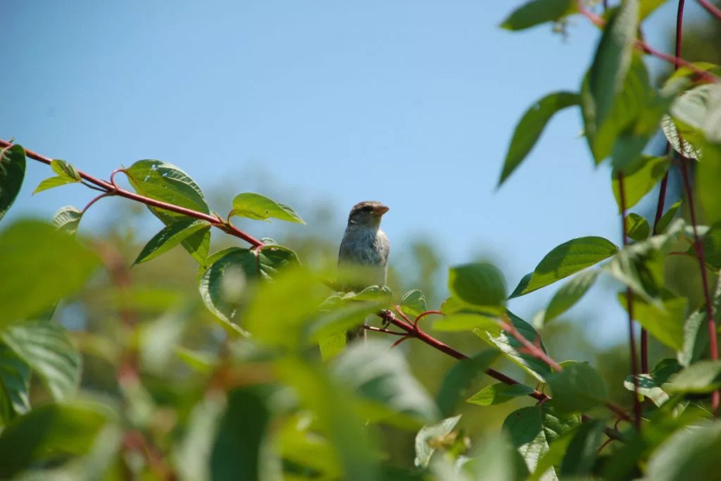 Sparrows can often be observed from a short distance