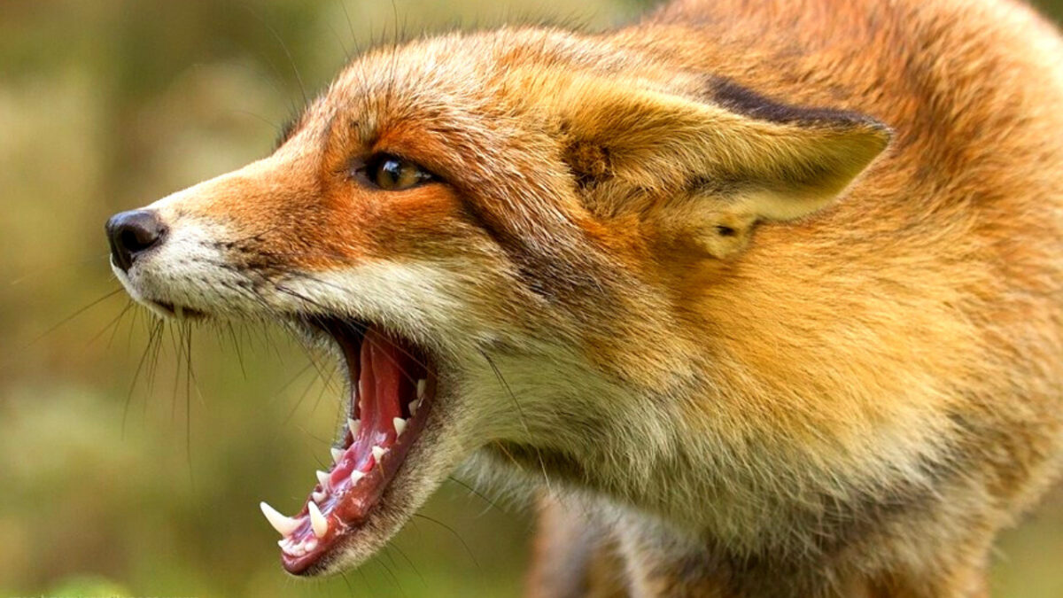 Are Foxes Dangerous
