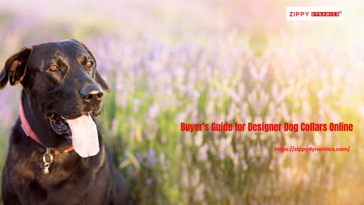 Buyer’s Guide for Designer Dog Collars Online