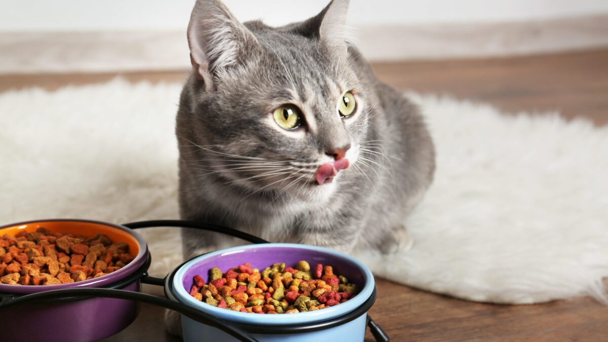 The Best Food For Cats: A Guide To Keeping Your Feline Friend Healthy And Happy