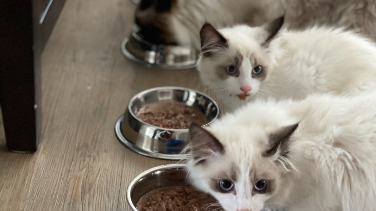 Things to Consider When You Buy Cat Food