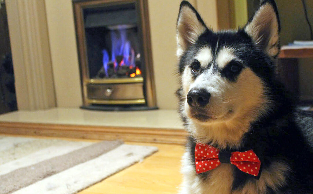 How to Find the Best Dog Bow Ties