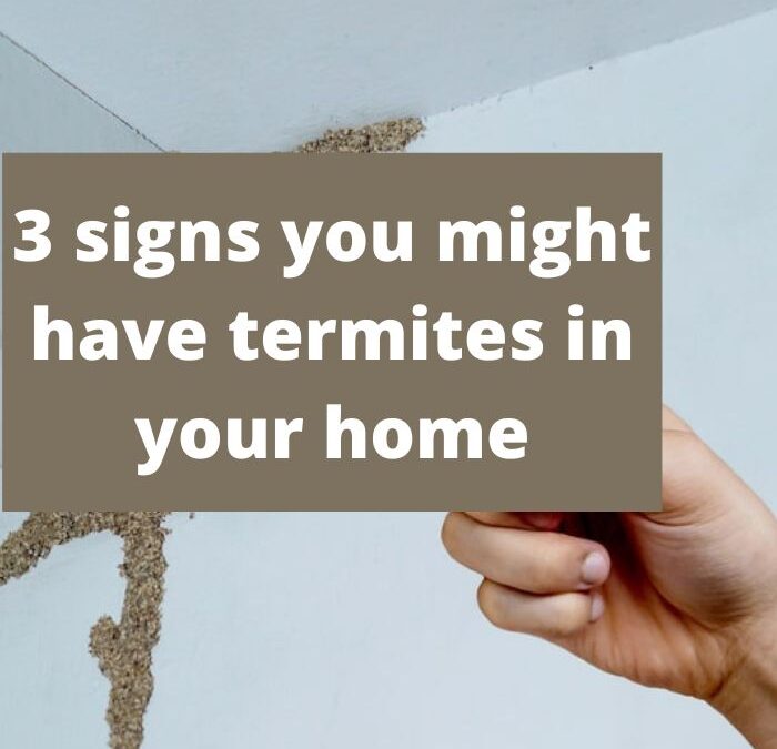 3 signs you might have termites in your home