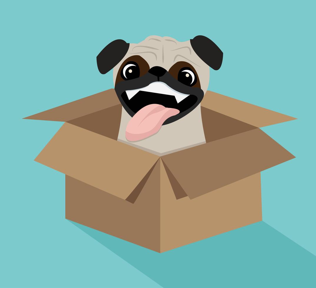 boxd for pets dog in a box