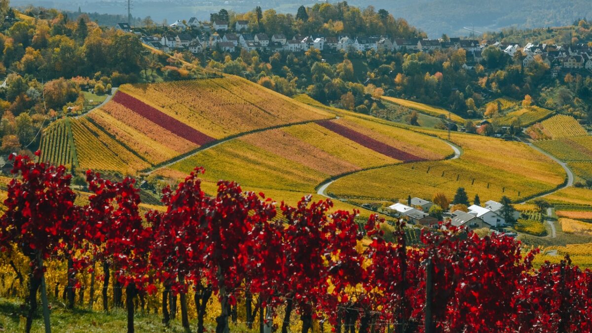 6 Most Amazing Wine Regions in the World