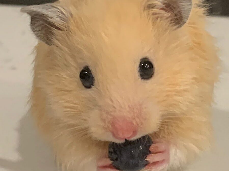 How to Care for a Syrian Hamster?
