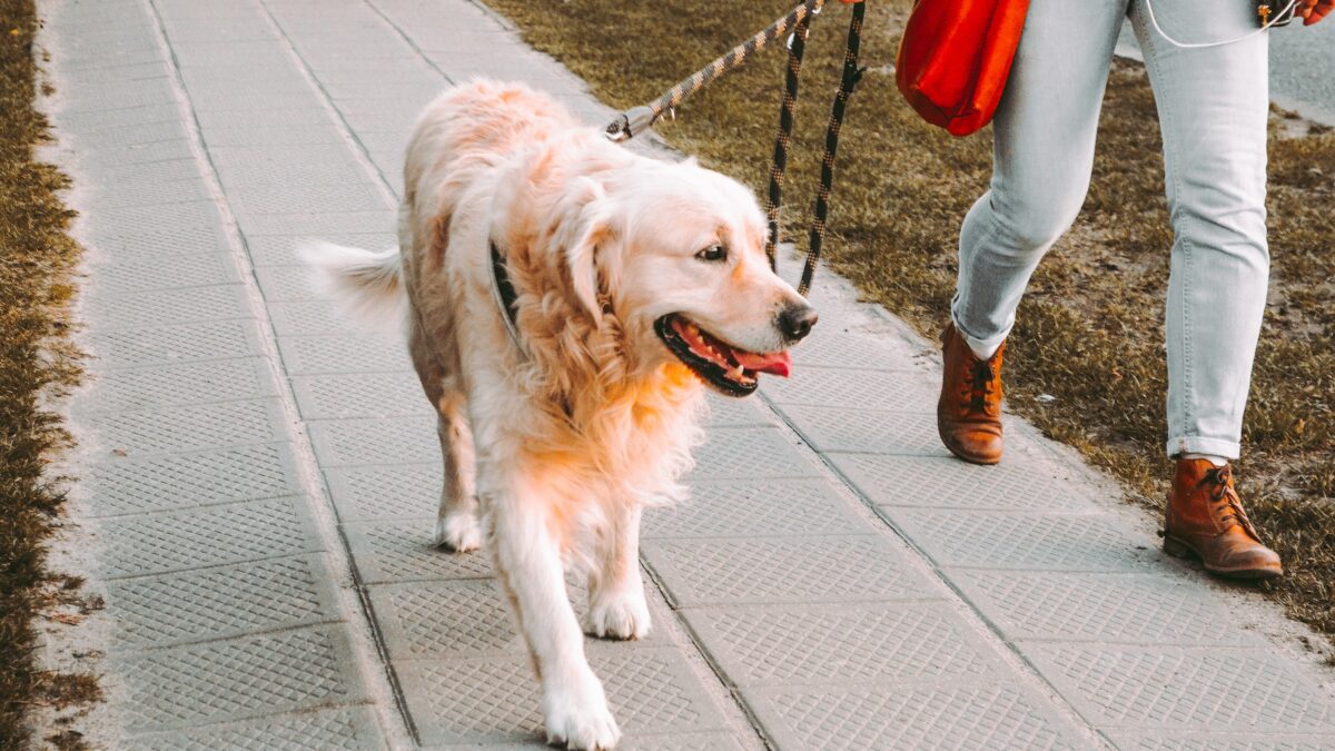 Dog Walking in NYC | Four Bare Paws