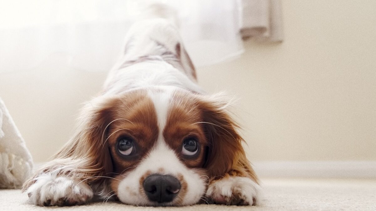 7 Things To Know About Cavalier King Charles Spaniels