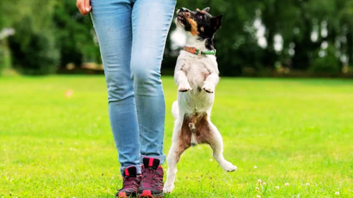 5 Ways to Stop Your Dog From Scavenging on Walks