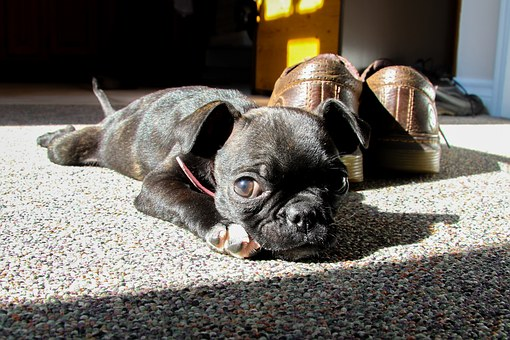 A Boston Terrier puppy lying beside shoes