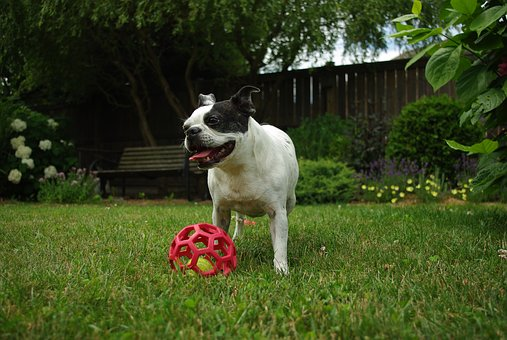 A Boston Terrier puppy playing in a garden