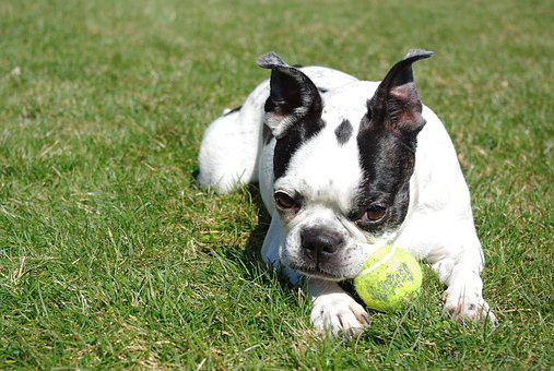 A Boston Terrier puppy playing with a ball
