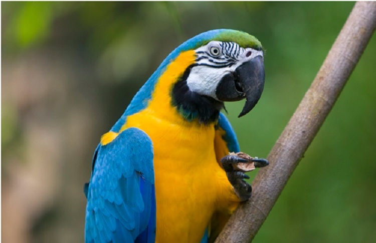 How to Train Your Pet Macaw to Talk? Everything you need to know!