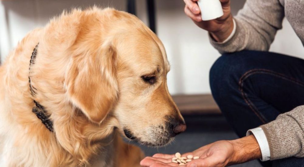 are dog supplements necessary