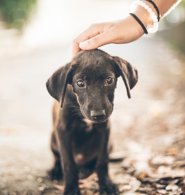Best Puppy Training Tips for Beginners