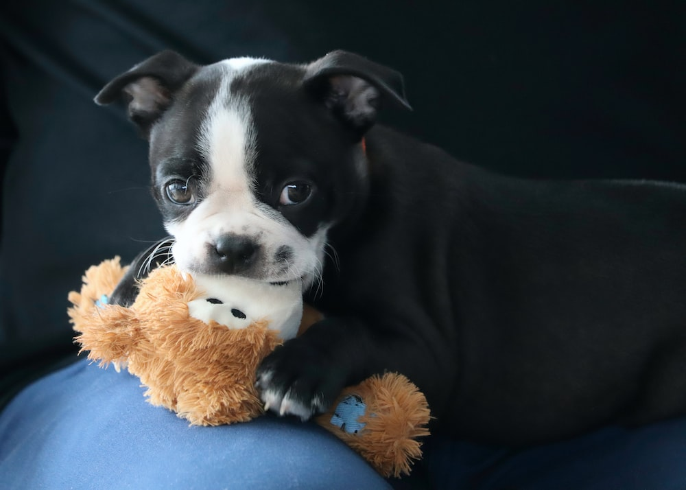 A Boston Terrier Puppy holding a brown toy