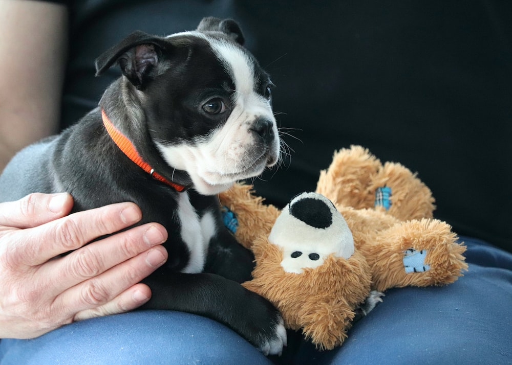 A Boston Terrier Puppy holding a toy