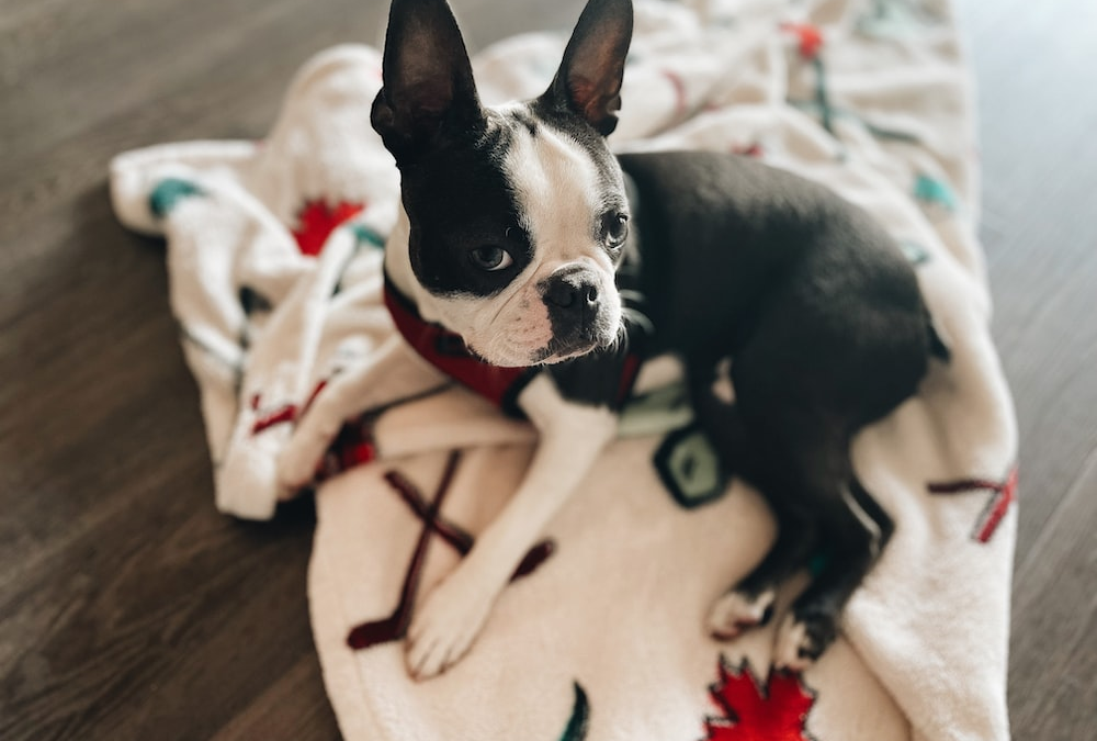 Answers To The Most Frequently Asked Questions About Boston Terrier Dogs