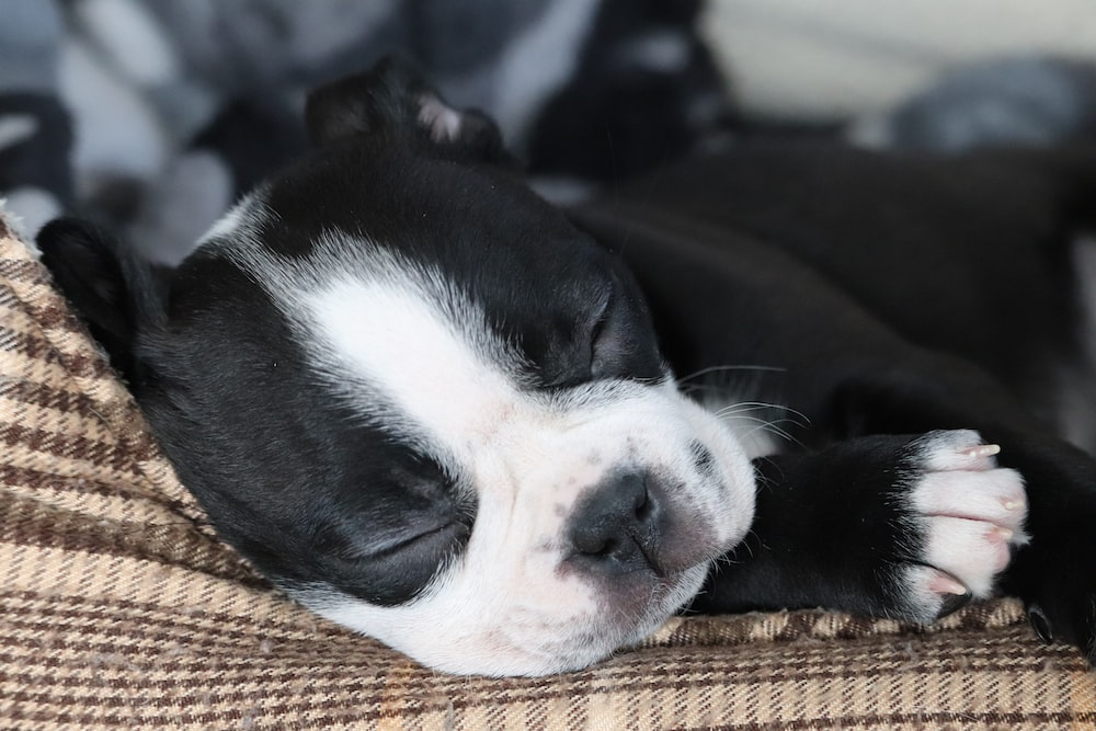  A Boston Terrier Puppy lying on its side