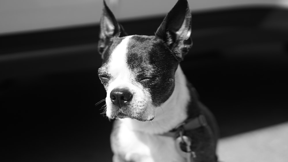 A Boston Terrier Puppy standing in the sun