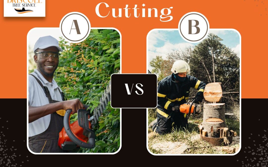 What’s The Difference Between Pruning And Cutting?