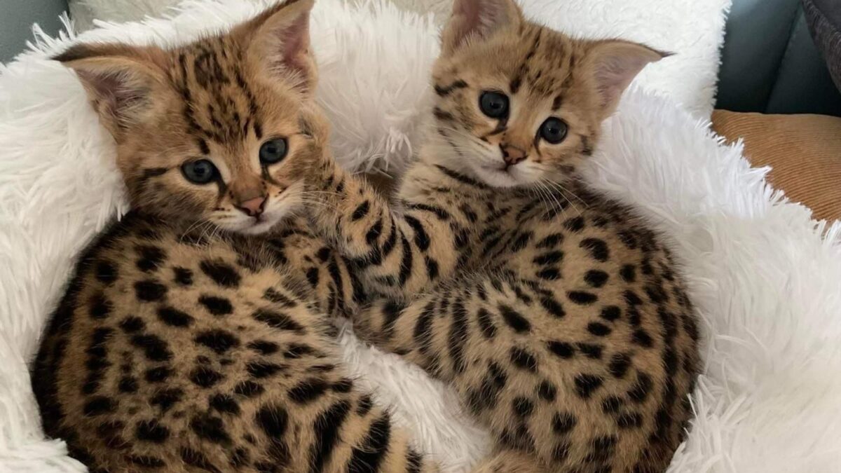 buy exotic kittens online