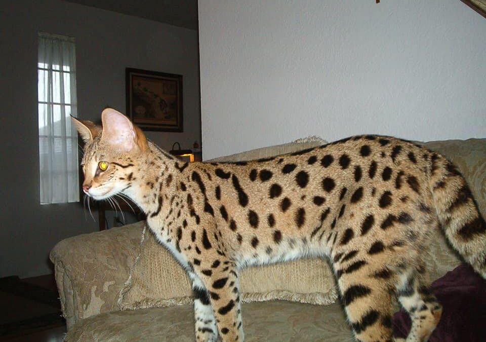 Savannah Cats & Kittens for Sale In California