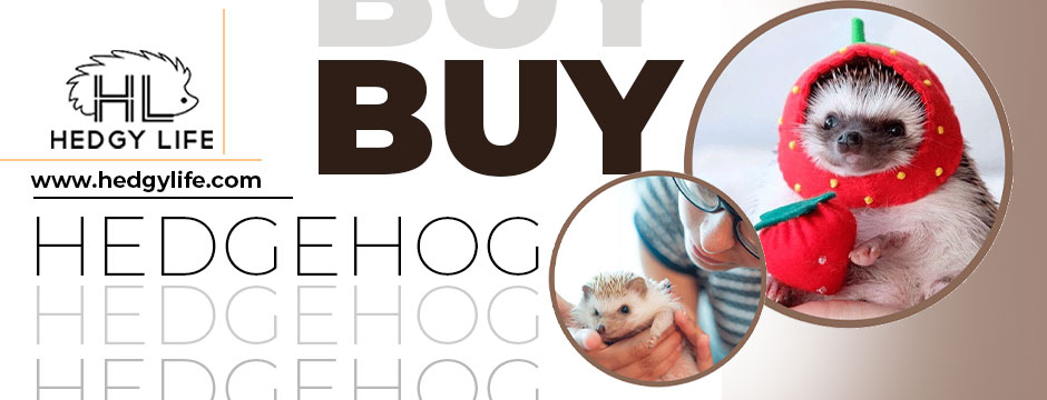Buy Hedgehog