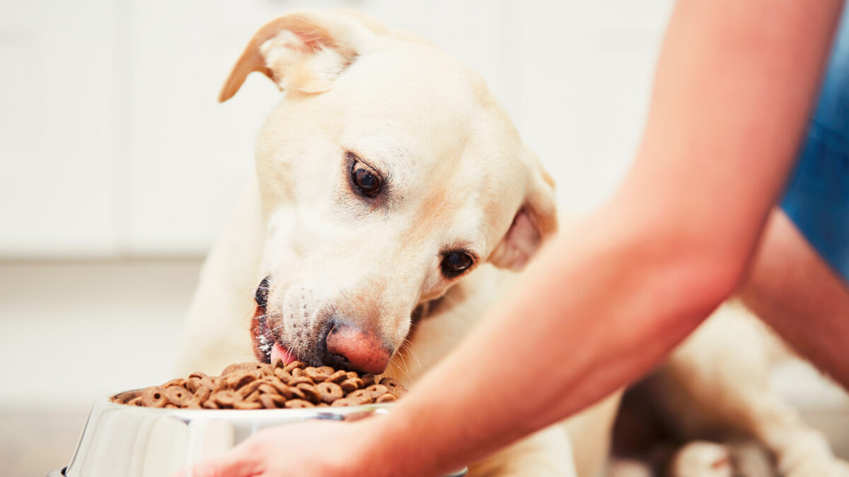 Healthy Pet Dog Food