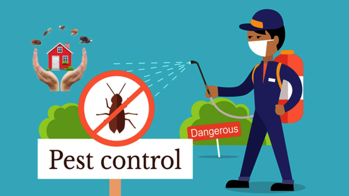 Why You Should Use Professional Pest Control Services