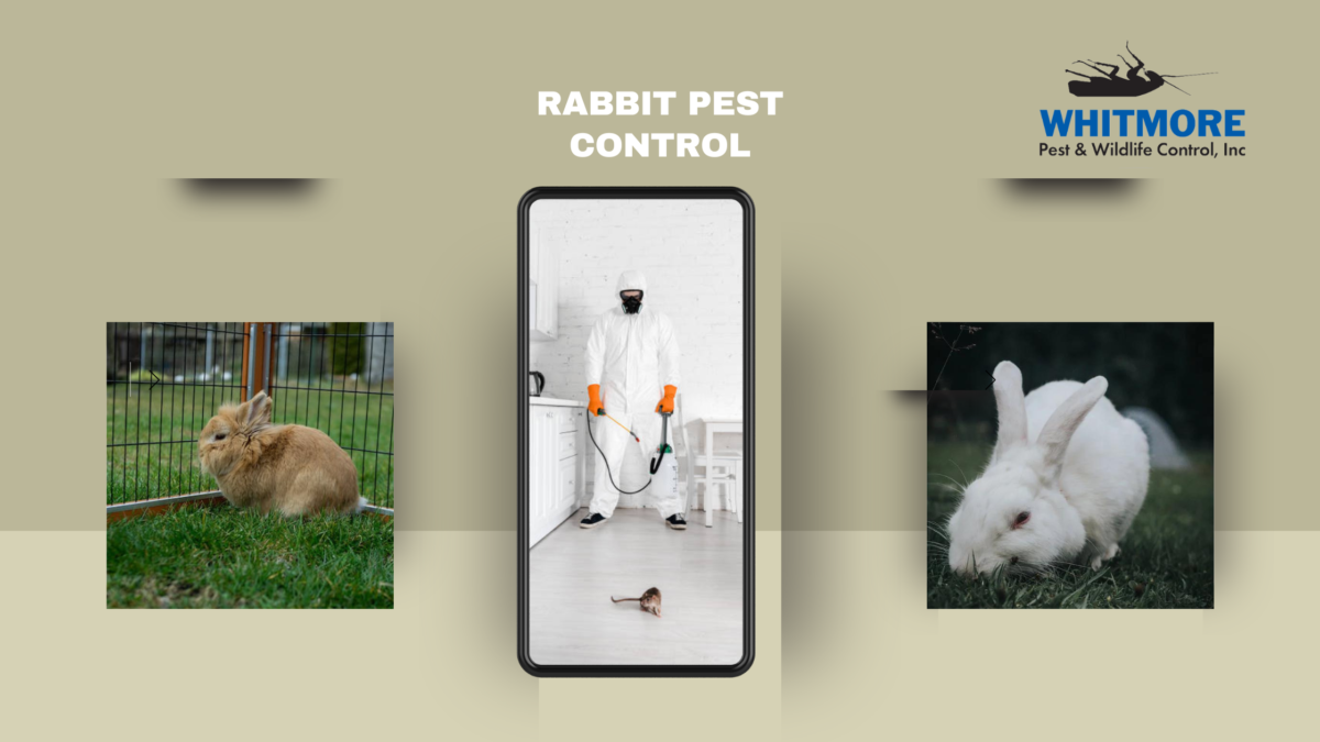 The Solution To Your Rabbit Pest Control Problems
