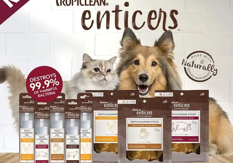 Natural Dog Supplements Can Prevent Serious Health Problems