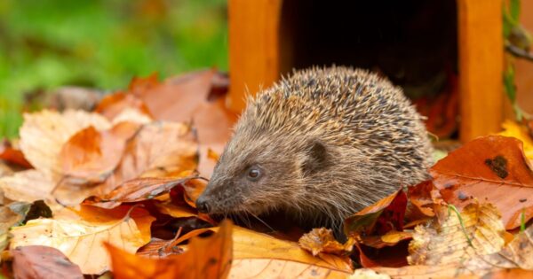 From Hibernation to Baby hedgehogs: The Ins and Outs of Hedgehog Reproduction