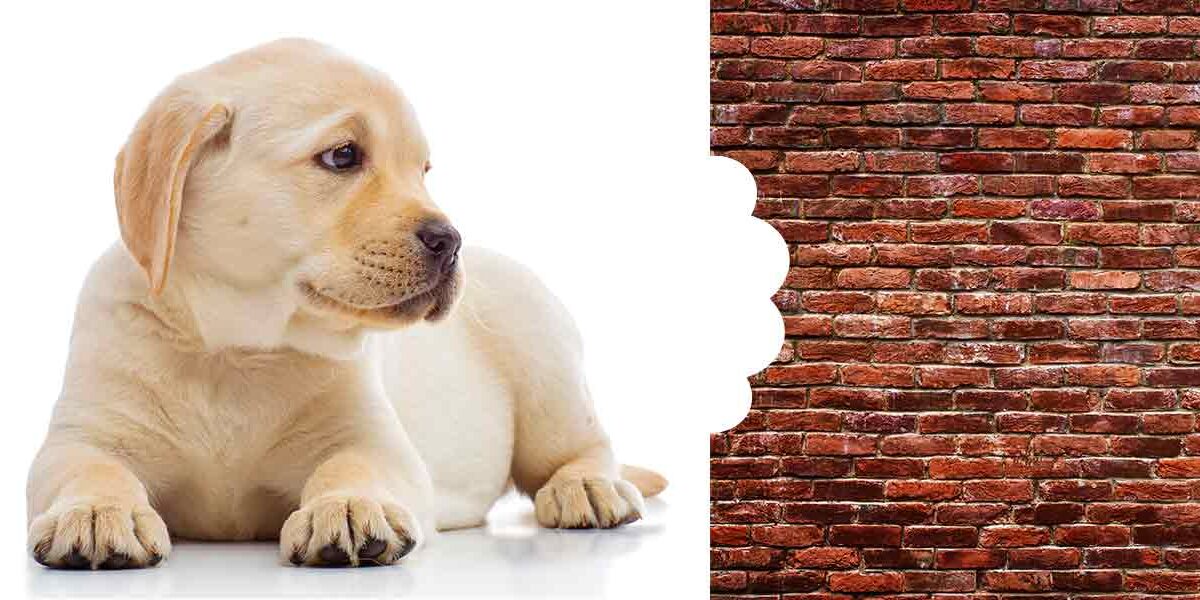 How To Prevent Your Dog From Chewing The House Down