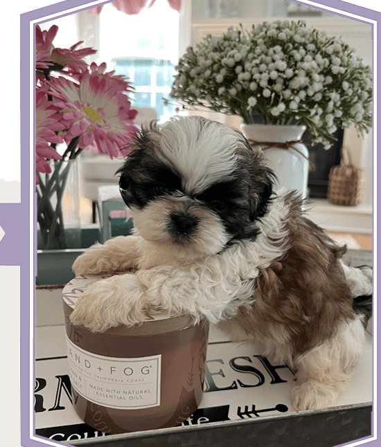 What Makes the Shih Tzu Famous?