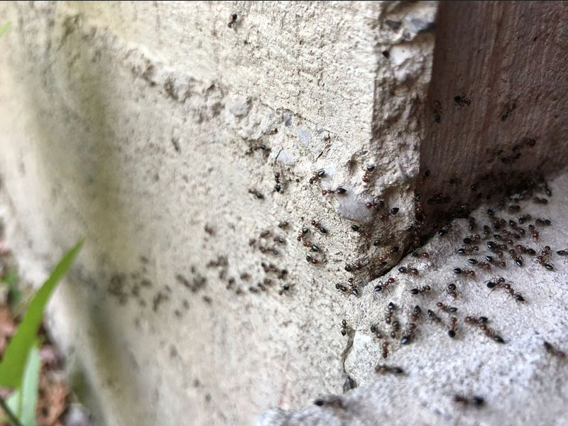 If your home is infested with pests, its value will decrease