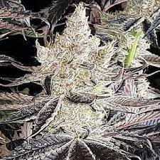 The Benefits of Growing Humboldt Sour Diesel Strain Cannabis