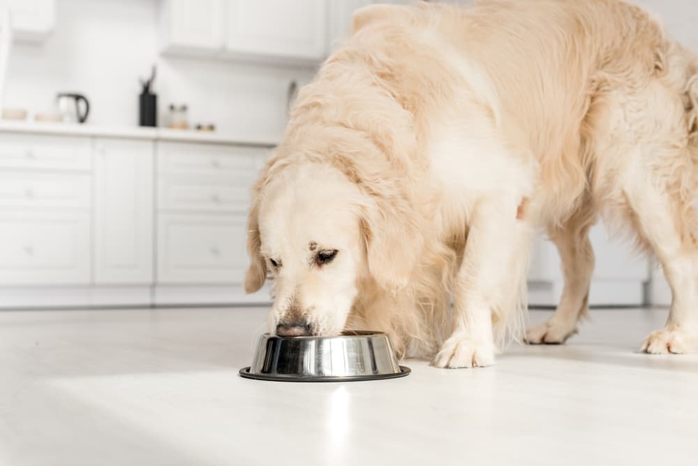 how much protein should dog have daily