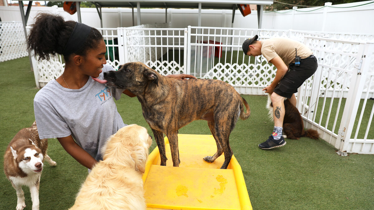 Things To Know About HHP Rockville Dog Day Care