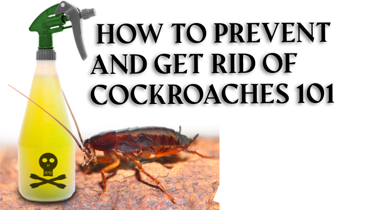 How to Prevent and Get Rid of Cockroaches 101