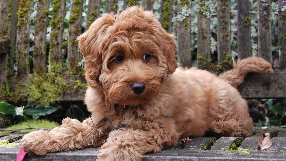 Everything You Need to Know About the Full Grown Mini Labradoodle