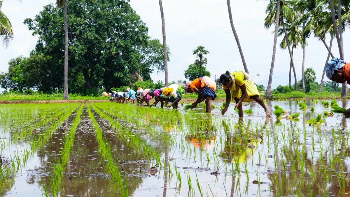 Top 5 Agricultural Subsidies For Indian Farmers