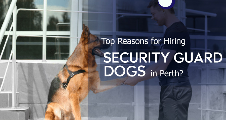 What Are The Top Reasons For Hiring Security Guard Dogs In Perth?
