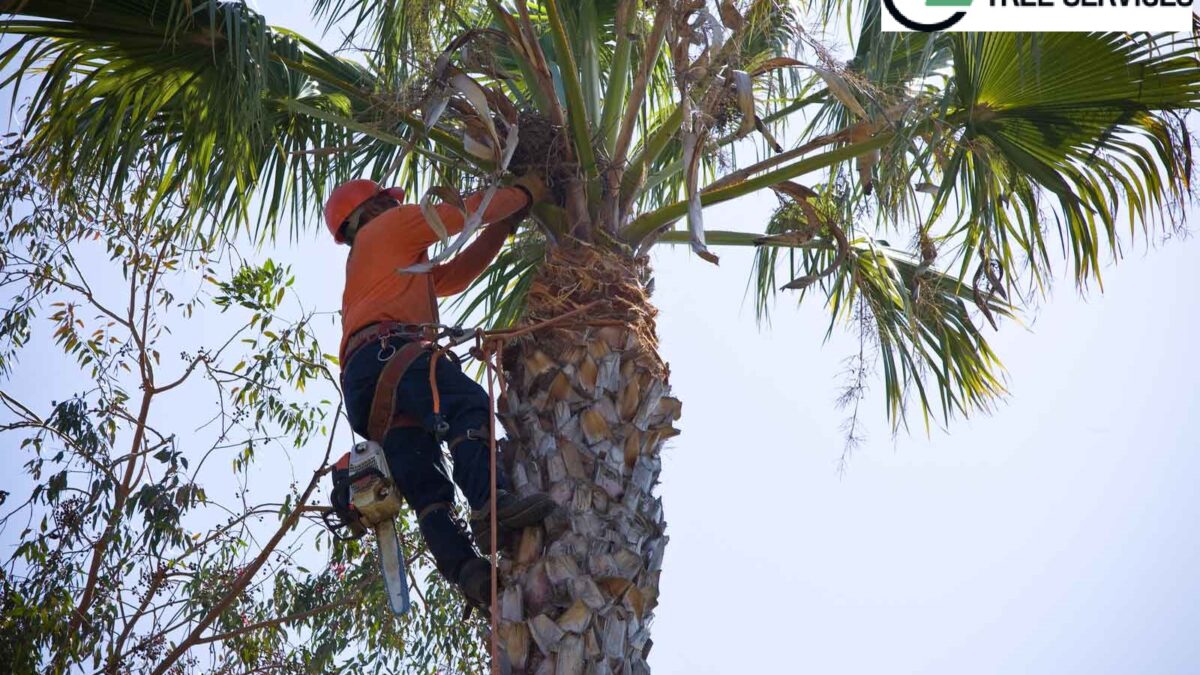 Why Use Tree Removal Services To Get Rid Of Your Dead Weight?