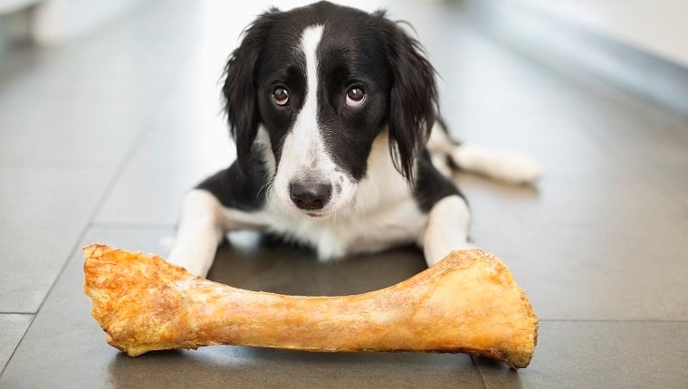 Why do raw bone treats help your dog?