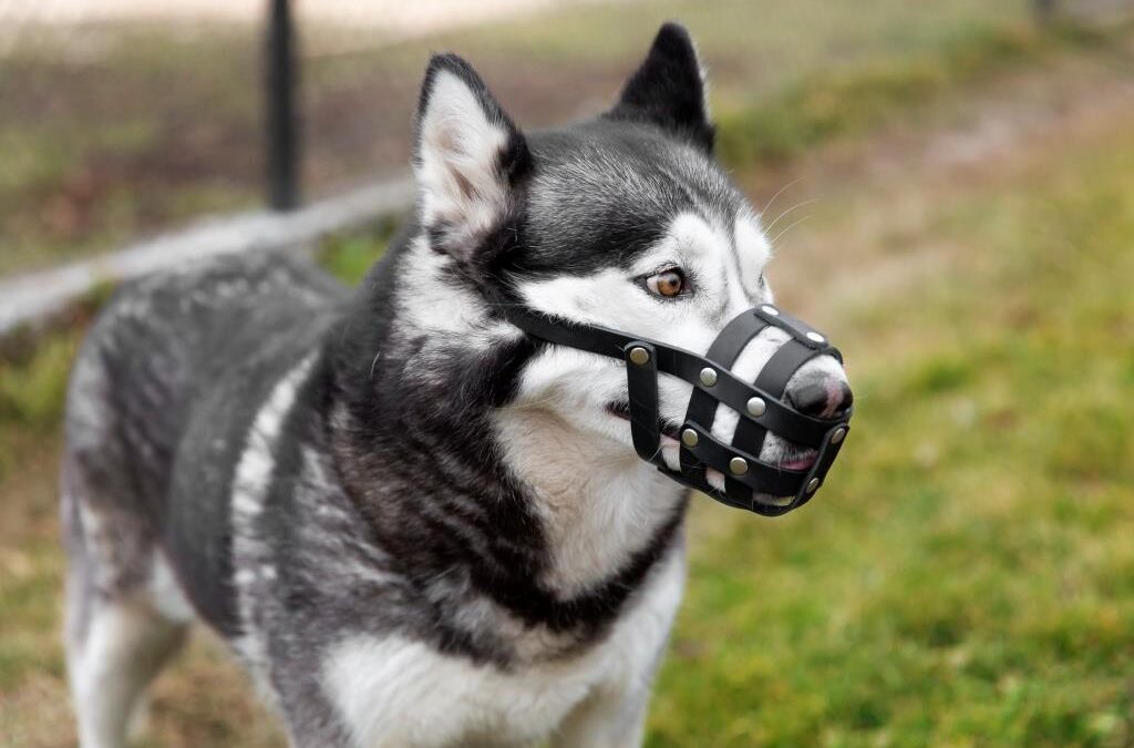 How to use dog muzzle in training?