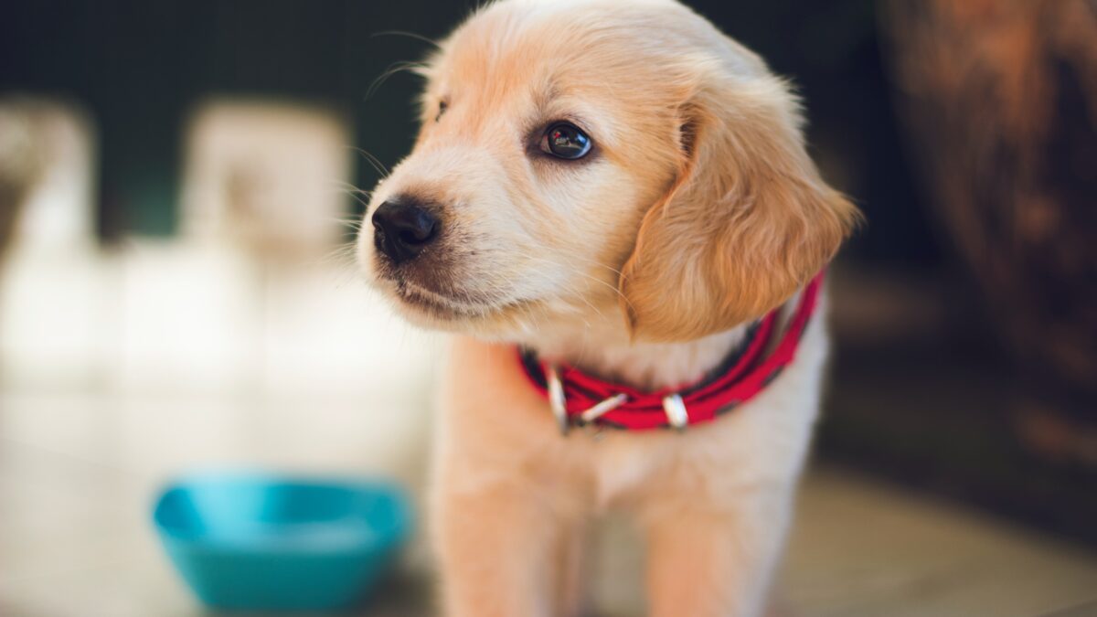 Introducing the top 5 online pet food stores in India!