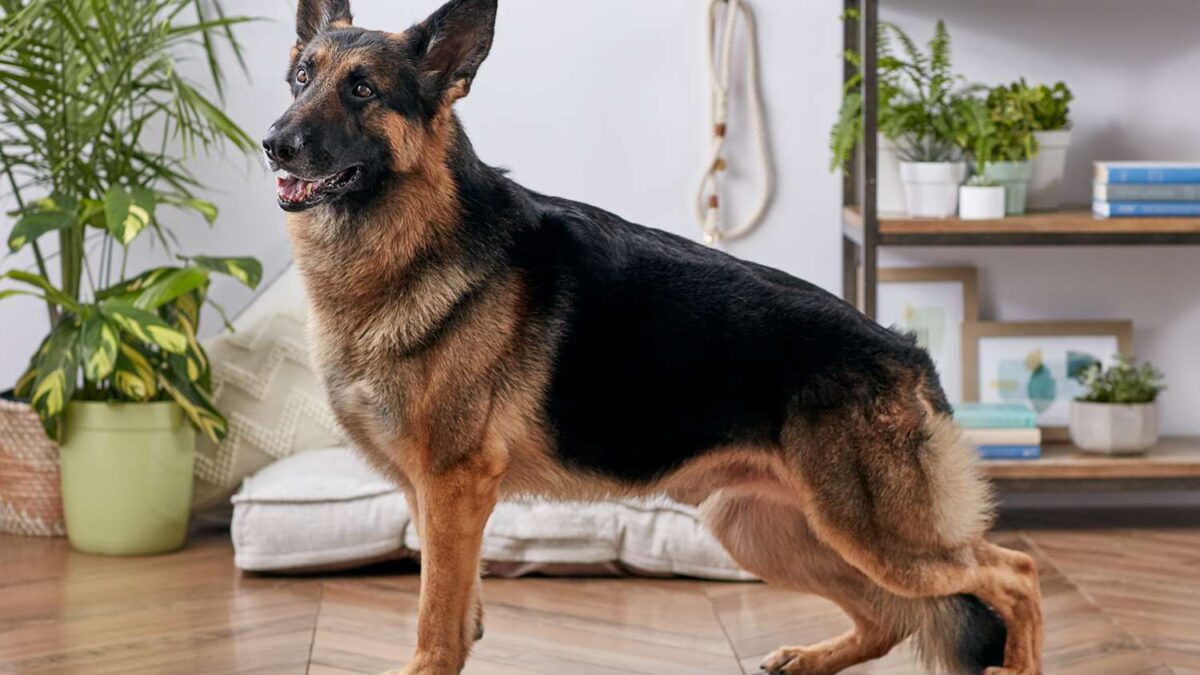 The German Shepherd Dog Breed – DDR, Czech and British Lines