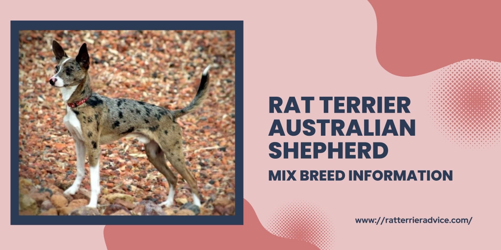 What to Expect From an Australian Shepherd Rat Terrier Mix Puppy